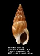 Nassarius capensis (5)